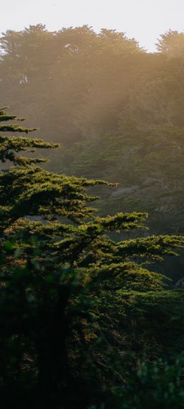 trees, in the mountains Wallpaper 720x1600