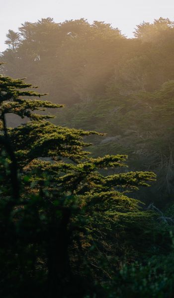trees, in the mountains Wallpaper 600x1024