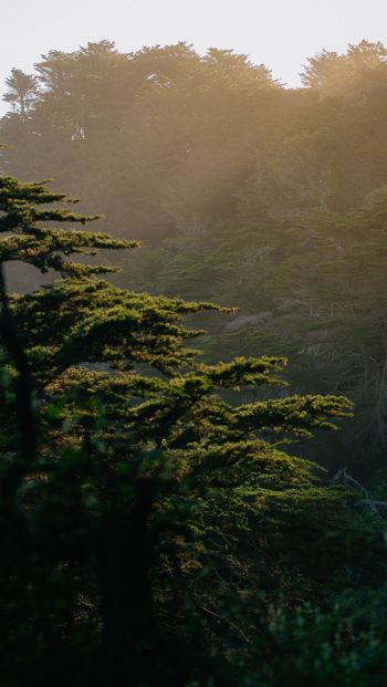 trees, in the mountains Wallpaper 640x1136