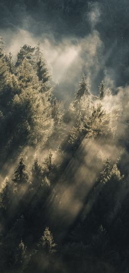 forest, in the sun Wallpaper 1080x2280