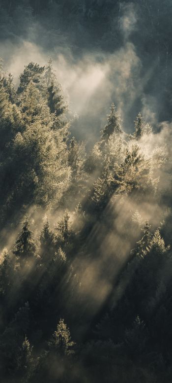 forest, in the sun Wallpaper 1080x2400