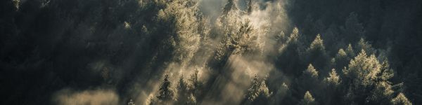 forest, in the sun Wallpaper 1590x400