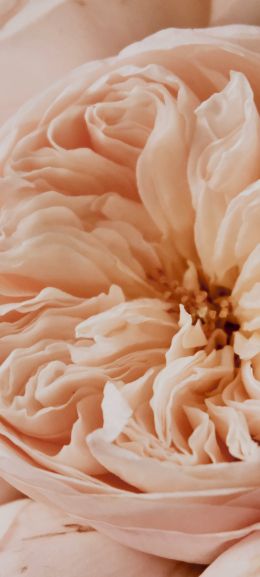 flower, button Wallpaper 720x1600