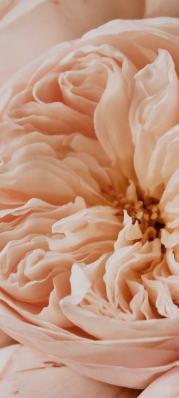 flower, button Wallpaper 1080x2400