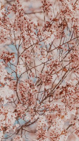 bush, bloom Wallpaper 640x1136