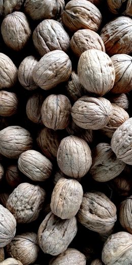 walnut, walnut Wallpaper 720x1440