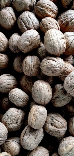 walnut, walnut Wallpaper 720x1520