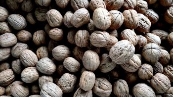 walnut, walnut Wallpaper 1366x768