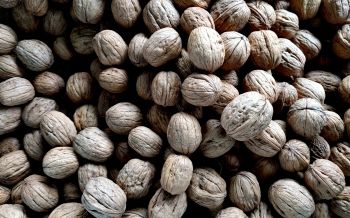 walnut, walnut Wallpaper 2560x1600