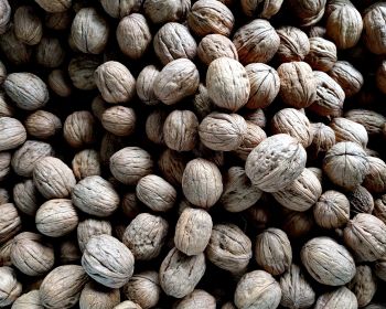 walnut, walnut Wallpaper 1280x1024