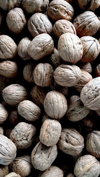 walnut, walnut Wallpaper 640x1136