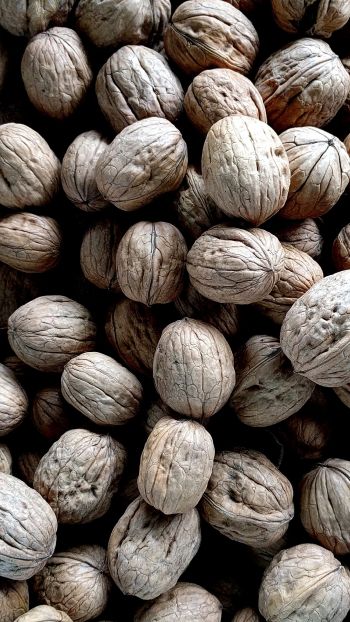 walnut, walnut Wallpaper 750x1334