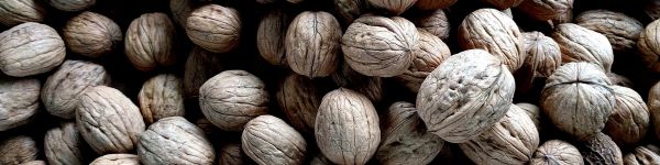 walnut, walnut Wallpaper 1590x400