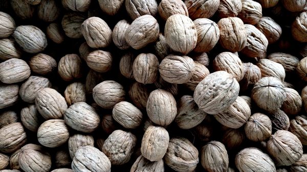 walnut, walnut Wallpaper 2560x1440