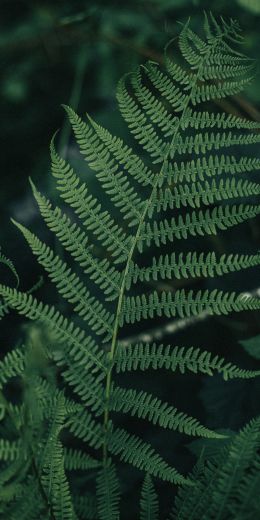 fern leaves, plant Wallpaper 720x1440