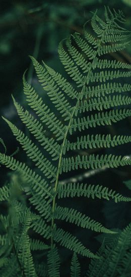 fern leaves, plant Wallpaper 1440x3040