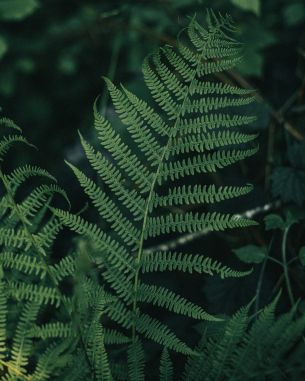 fern leaves, plant Wallpaper 4480x5600