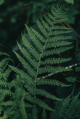 fern leaves, plant Wallpaper 640x960