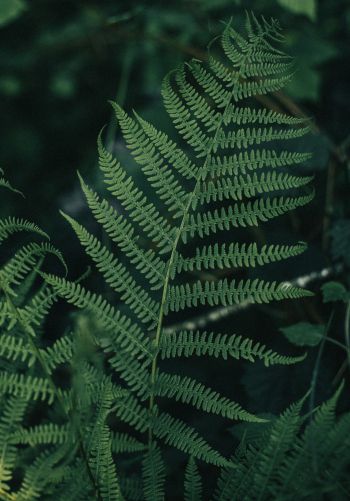 fern leaves, plant Wallpaper 1668x2388