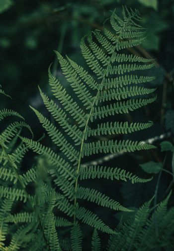 fern leaves, plant Wallpaper 1640x2360