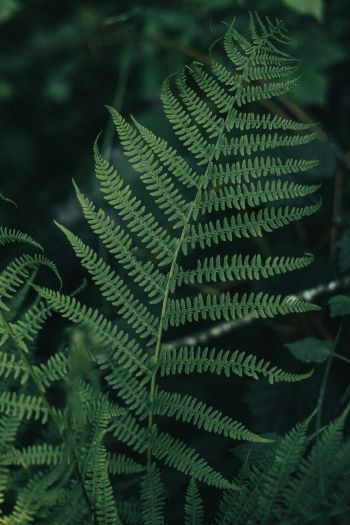 fern leaves, plant Wallpaper 640x960