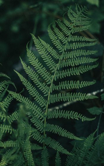 fern leaves, plant Wallpaper 1752x2800
