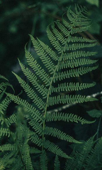 fern leaves, plant Wallpaper 1200x2000