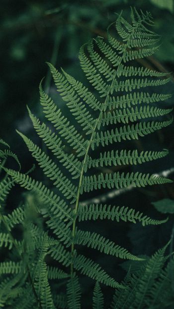 fern leaves, plant Wallpaper 640x1136