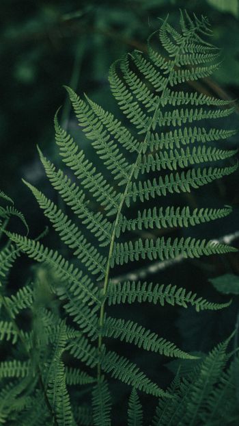fern leaves, plant Wallpaper 1080x1920