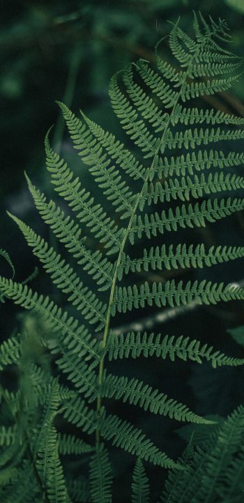 fern leaves, plant Wallpaper 1080x2220