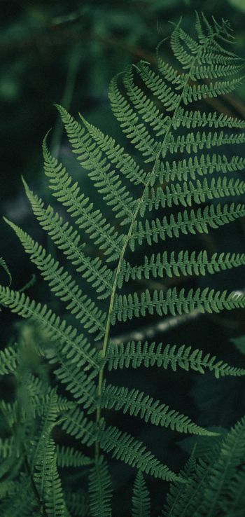 fern leaves, plant Wallpaper 720x1520