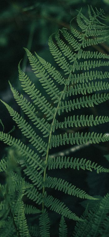 fern leaves, plant Wallpaper 1284x2778