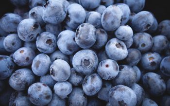 blueberry, berry Wallpaper 1920x1200