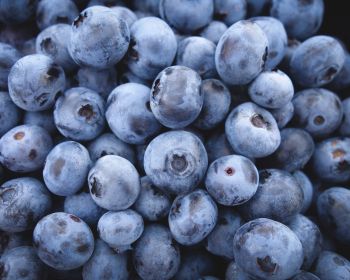 blueberry, berry Wallpaper 1280x1024
