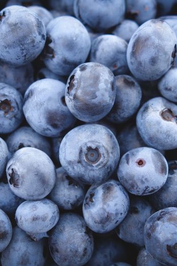 blueberry, berry Wallpaper 640x960