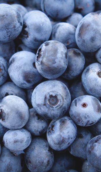 blueberry, berry Wallpaper 600x1024