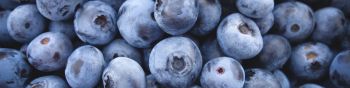blueberry, berry Wallpaper 1590x400