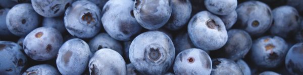 blueberry, berry Wallpaper 1590x400