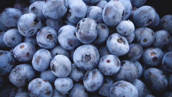 blueberry, berry Wallpaper 1280x720