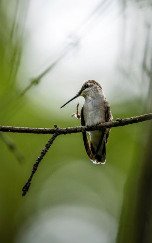 bird, wild nature Wallpaper 1752x2800