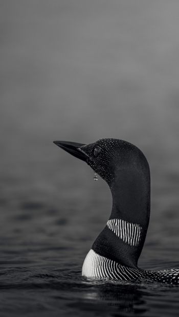 cormorant, waterfowl Wallpaper 640x1136