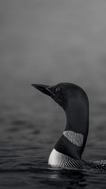 cormorant, waterfowl Wallpaper 1080x1920