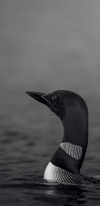 cormorant, waterfowl Wallpaper 1080x2220