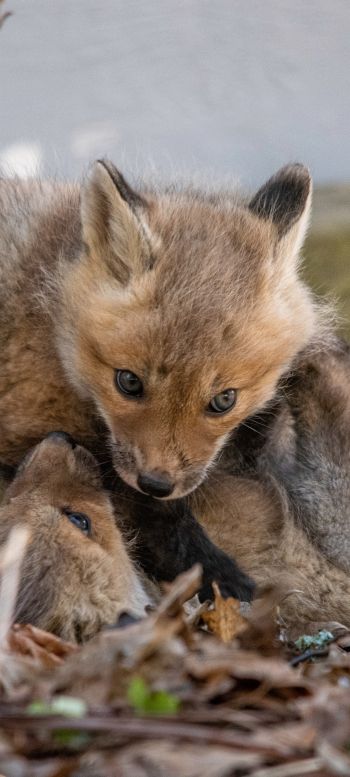 little foxes, wild animals Wallpaper 1080x2400