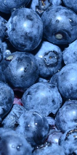 blueberry, berry, blue wallpaper Wallpaper 720x1440