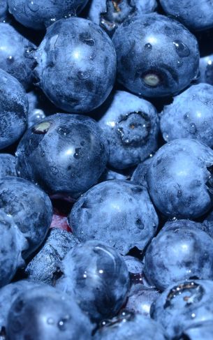 blueberry, berry, blue wallpaper Wallpaper 1752x2800