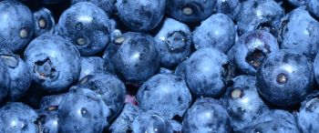 blueberry, berry, blue wallpaper Wallpaper 3440x1440