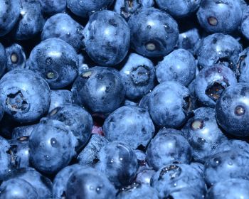 blueberry, berry, blue wallpaper Wallpaper 1280x1024