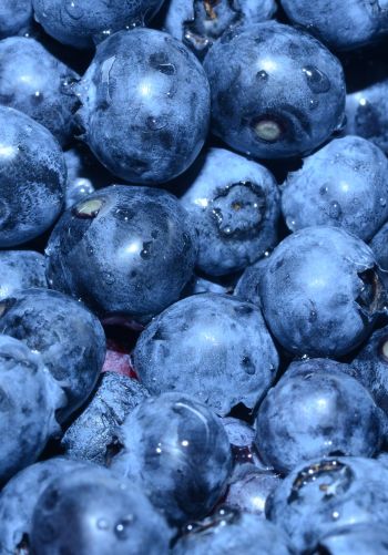 blueberry, berry, blue wallpaper Wallpaper 1668x2388