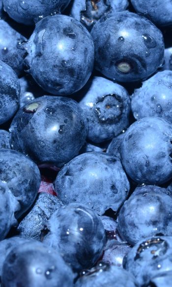 blueberry, berry, blue wallpaper Wallpaper 1200x2000